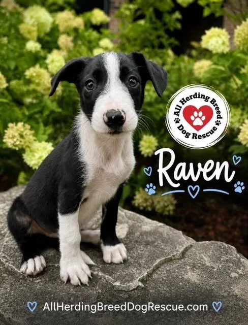 Raven thumbnail 2