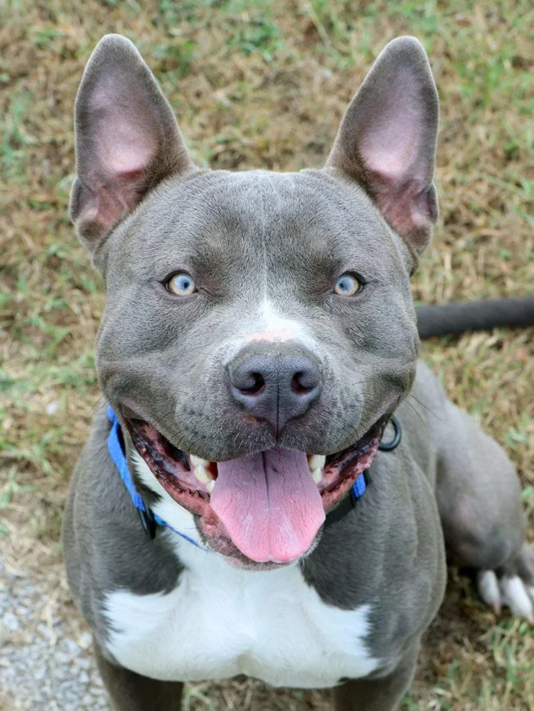 A young medium-sized male Gray / Blue / Silver Pit Bull Terrier dog named Pokey for adoption in Kansas City, KS