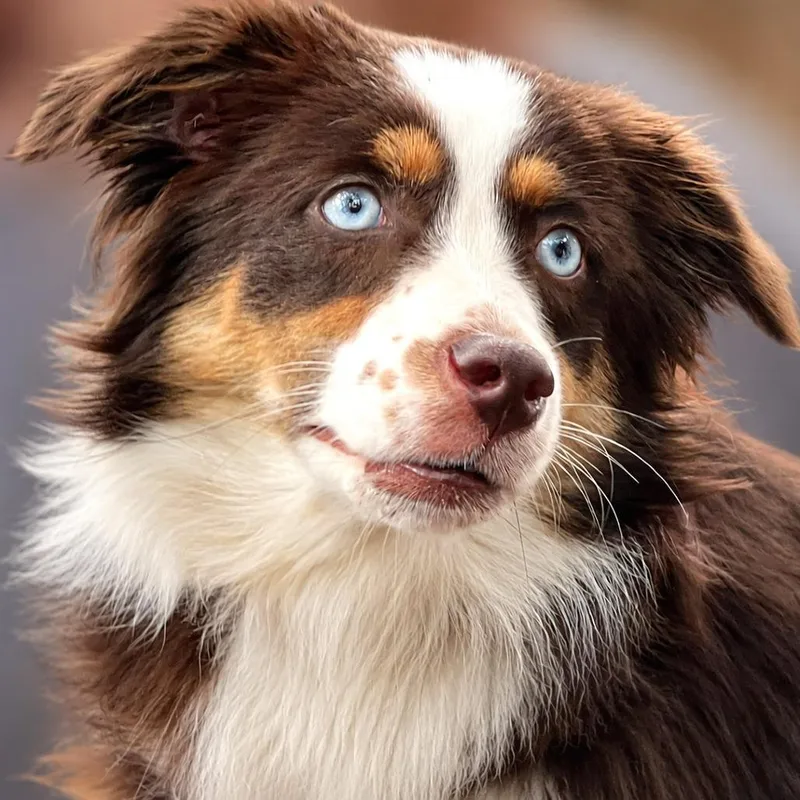 A young small-sized female Brown / Chocolate Australian Shepherd dog named Autumn for adoption in Boerne, TX