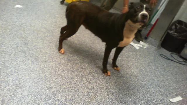 An adult large-sized female Pit Bull Terrier dog named Sophie Bikes for adoption in Charlotte, NC
