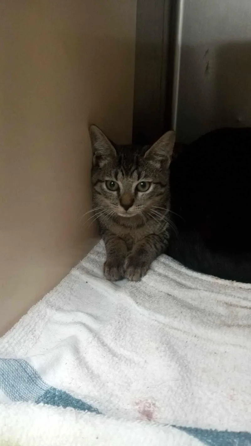 A young medium-sized female Domestic Short Hair cat named Unknown for adoption in Burgaw, NC
