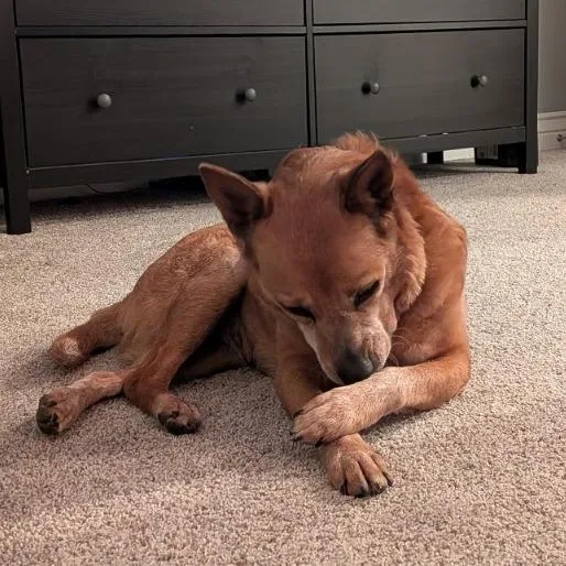 A senior medium-sized female Red / Chestnut / Orange Mixed Breed dog named Winnie for adoption in Bentonville, AR