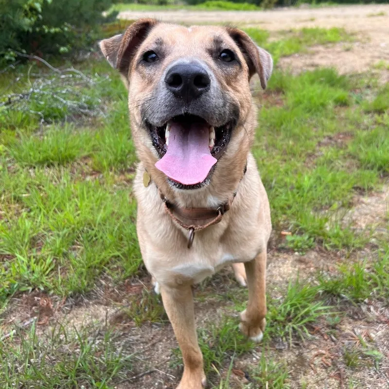An adult medium-sized male Yellow Labrador Retriever dog named Desperado for adoption in Portland, ME