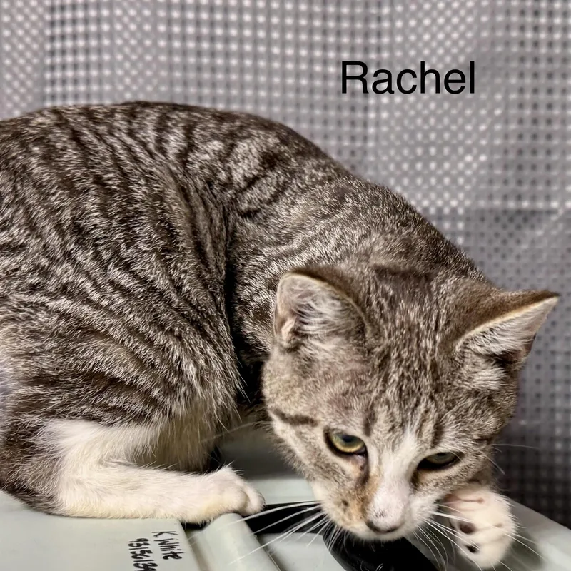 A young medium-sized female Gray & White Domestic Short Hair cat named Rachel for adoption in SNOW HILL, NC