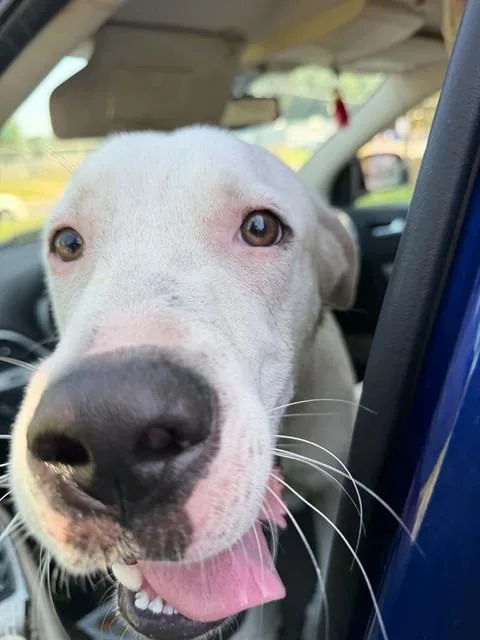 A young large-sized male Mixed Breed dog named Lagoon for adoption in Fort Walton Beach, FL