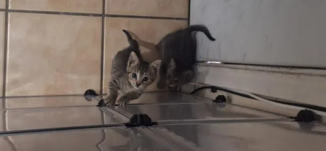 A baby small-sized female Domestic Short Hair cat named Bambi for adoption in San Antonio, TX