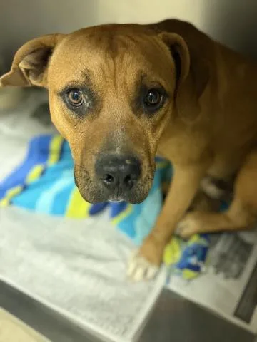 An adult large-sized male Pit Bull Terrier dog named Bow for adoption in Riverside, CA