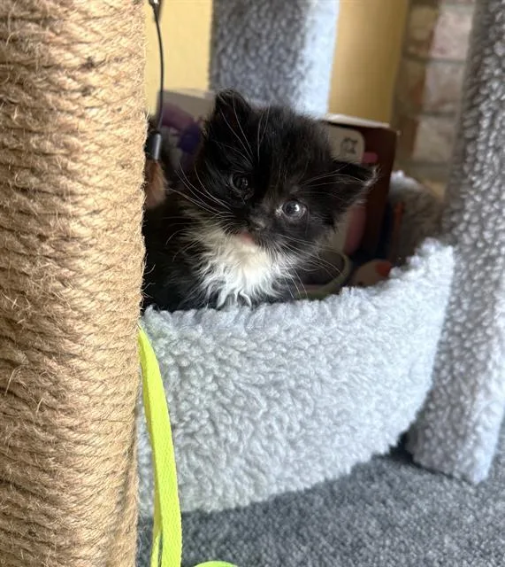 A baby small-sized male Domestic Short Hair cat named Tommy for adoption in Sacramento, CA