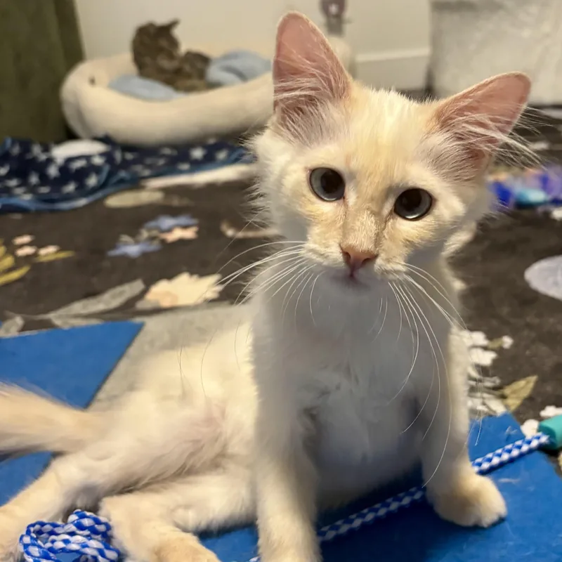 A baby small-sized male Flame Point Siamese cat named Golden Rule for adoption in Richmond, VA