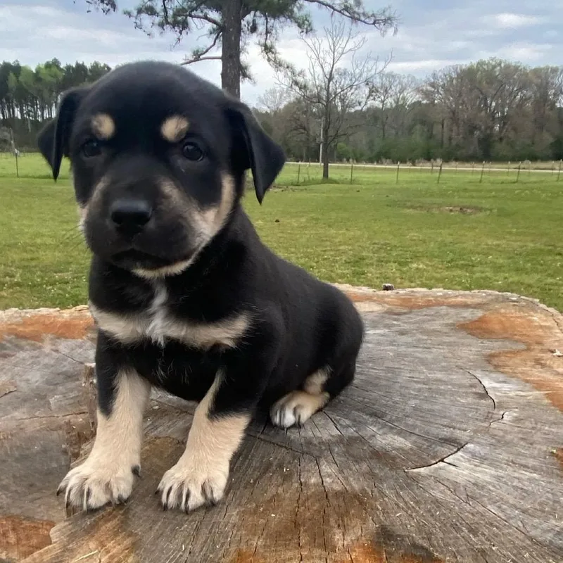 A baby medium-sized female Black Labrador Retriever dog named Rachel for adoption in New Orleans, LA