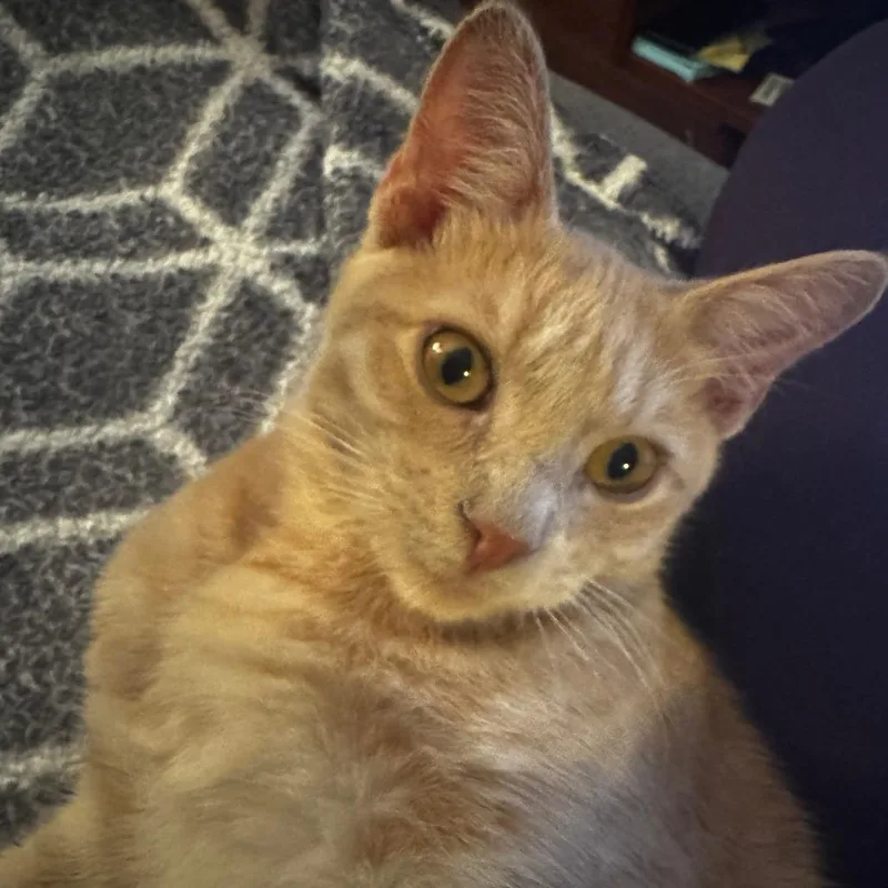 Tortilla thumbnail 2