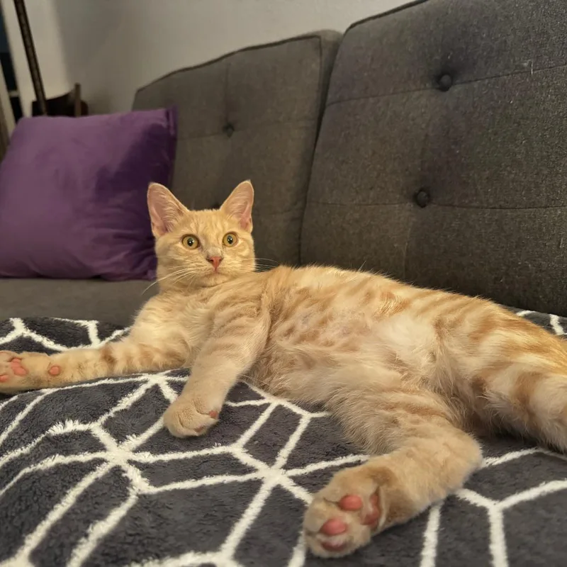 Tortilla thumbnail 4