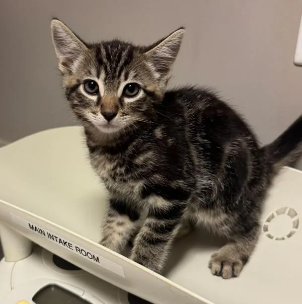 A baby medium-sized male Domestic Short Hair cat named Steven for adoption in Oakland, CA