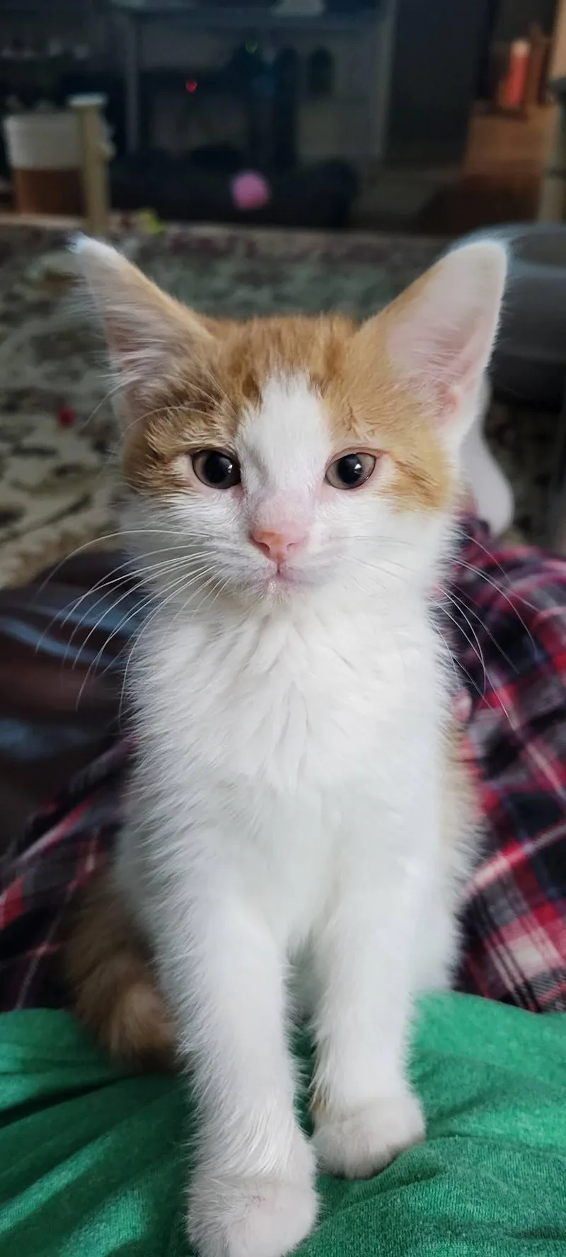 A baby medium-sized male American Shorthair cat named Grizzly for adoption in Roanoke, AL