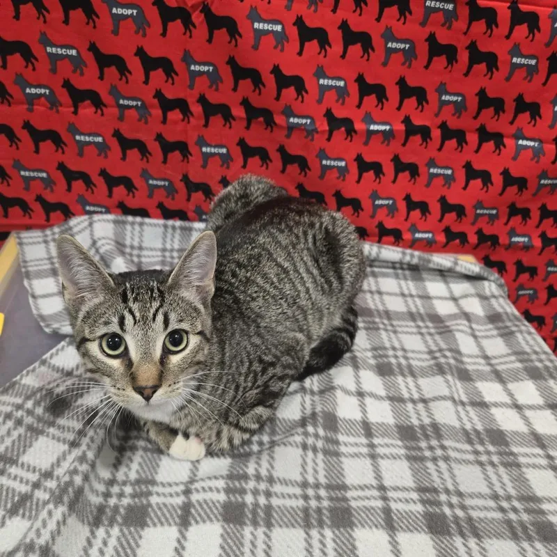 A young medium-sized male Gray / Blue / Silver Domestic Short Hair cat named Barton for adoption in Washburn, MO
