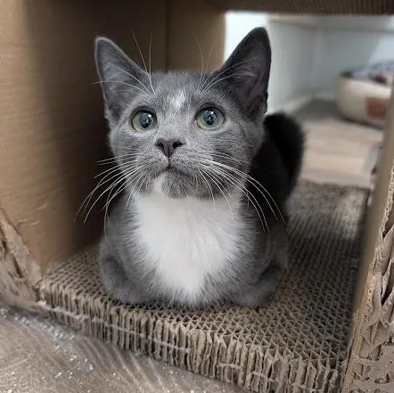 A baby medium-sized male Gray & White Domestic Short Hair cat named Charmander for adoption in Waynesville, NC