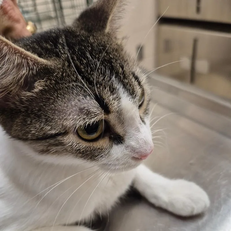 An adult medium-sized female Brown / Chocolate Domestic Short Hair cat named Olive for adoption in Lake Panasoffkee, FL