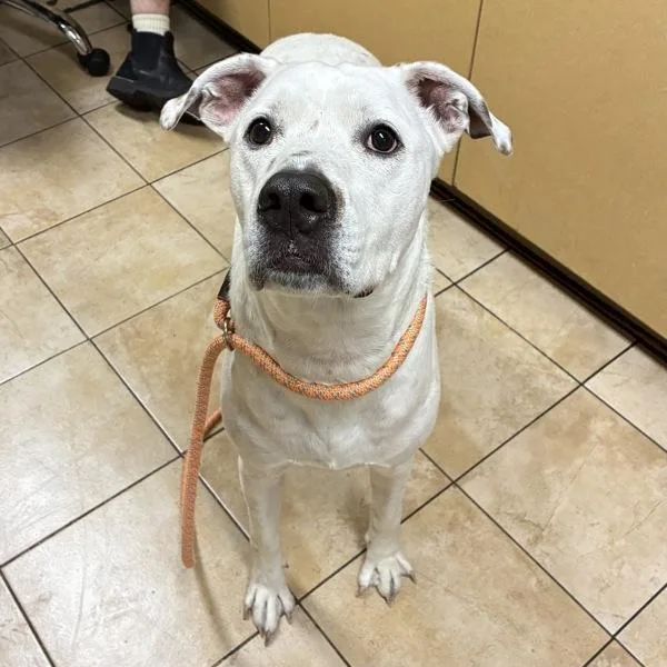 An adult large-sized male Pit Bull Terrier dog named Poppa for adoption in Troutdale, OR