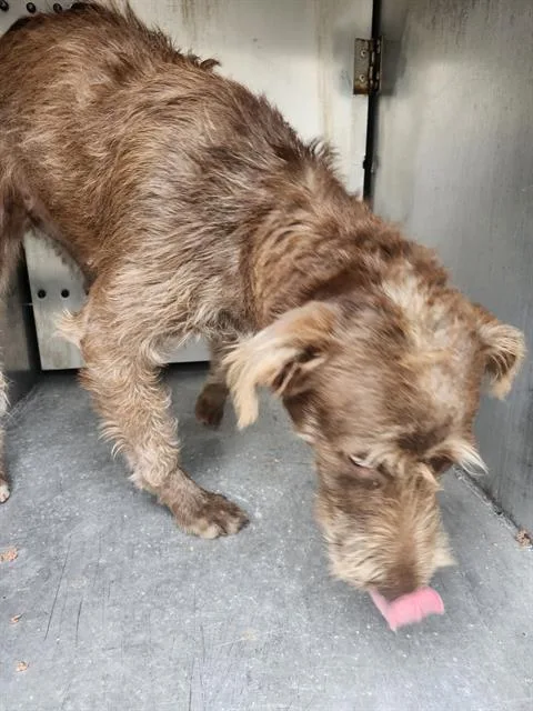 A young medium-sized female Terrier dog named Girl for adoption in San Antonio, TX
