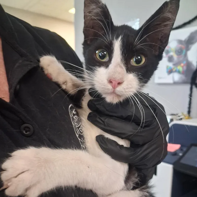 A baby small-sized female Domestic Short Hair cat named Anchovy for adoption in Lufkin, TX