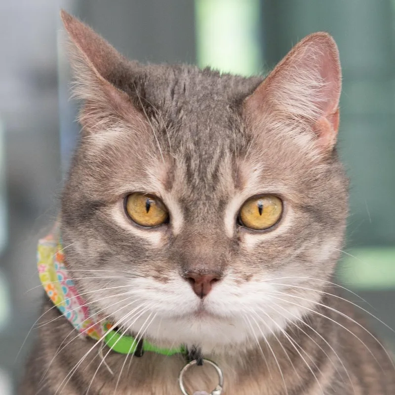 A senior large-sized female Gray / Blue / Silver Domestic Short Hair cat named Mew for adoption in Lakewood, CO