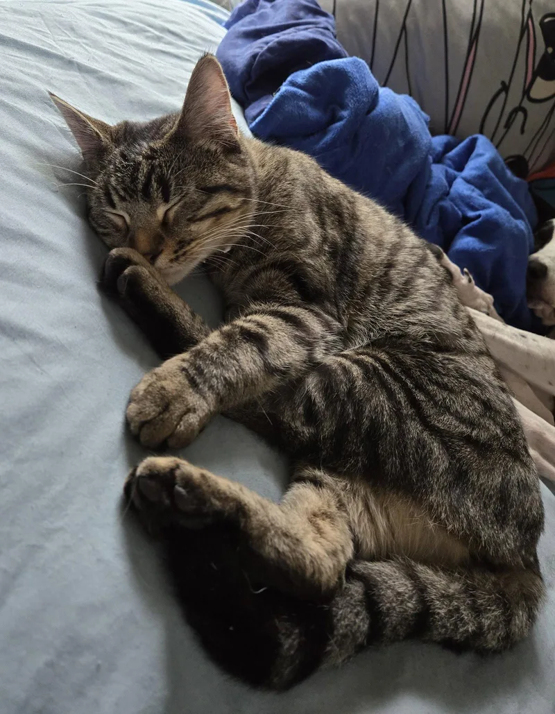An adult large-sized male Domestic Medium Hair cat named Iroh for adoption in Kansas City, MO