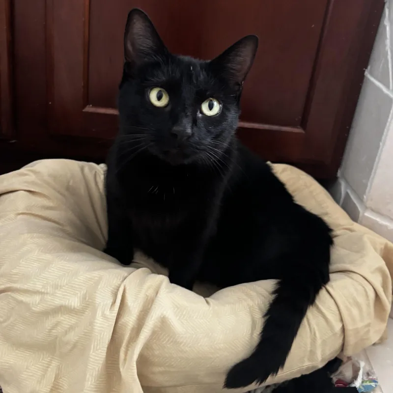 An adult medium-sized female Black Domestic Short Hair cat named Eclipse for adoption in Greensboro, GA