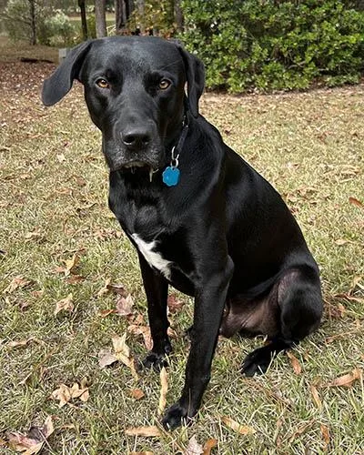 An adult medium-sized male Black Black Labrador Retriever dog named Quincey for adoption in Lake Wylie, SC