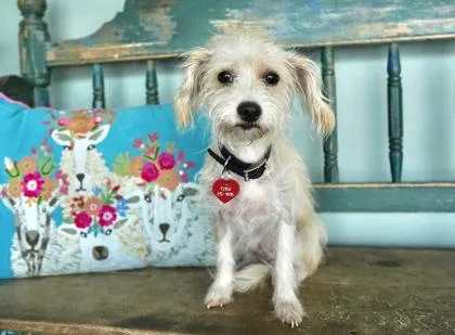 An adult small-sized female Yorkshire Terrier dog named Sydney for adoption in San Antonio, TX