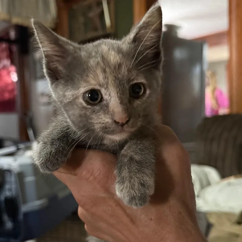 A baby small-sized female Calico Domestic Short Hair cat named Nea for adoption in Lancaster, OH