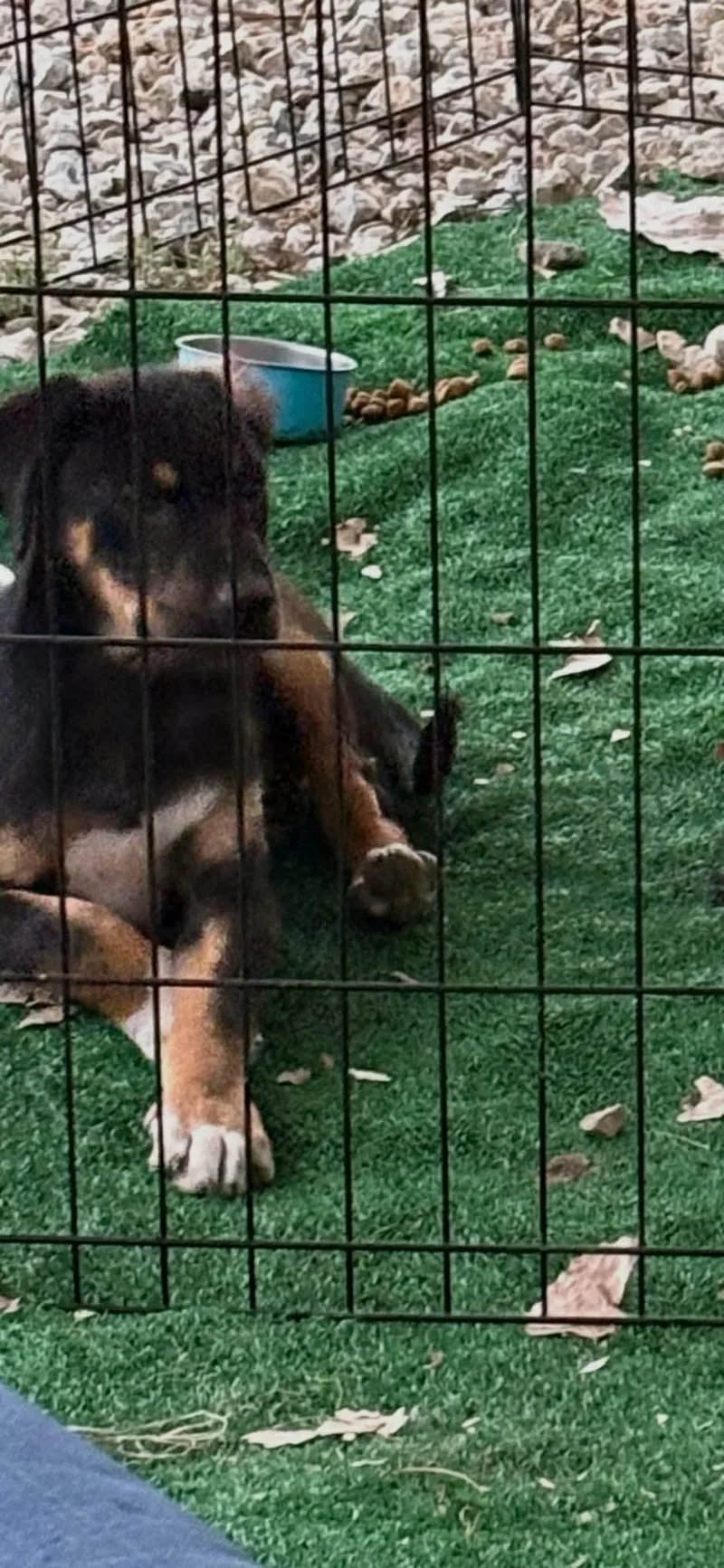 A baby medium-sized male Tricolor (Brown, Black, & White) Mixed Breed dog named Rowdy for adoption in Joshua, TX