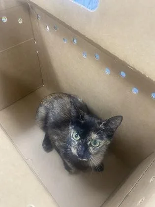 An adult medium-sized female Domestic Short Hair cat named Rinon for adoption in Gainesville, FL