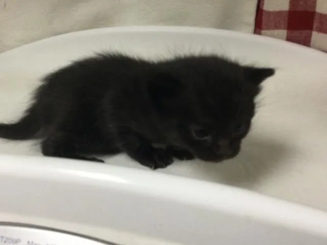 A baby small-sized male Domestic Short Hair cat named Chip for adoption in Riverside, CA