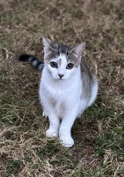 Daffodil thumbnail 2