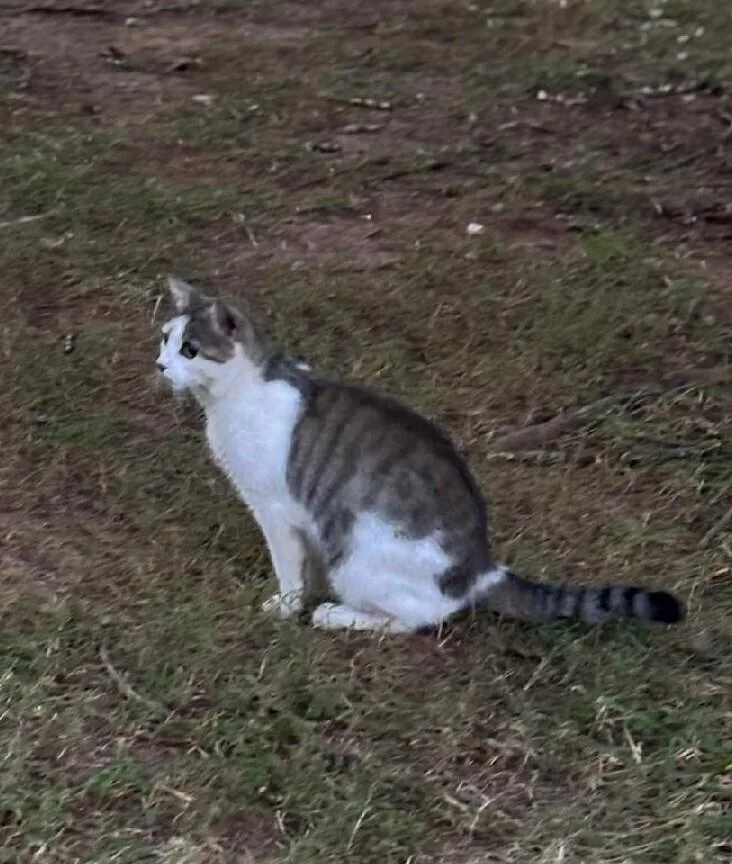 Daffodil thumbnail 3