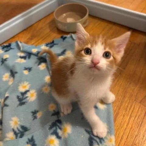A baby small-sized male Orange / Red Domestic Short Hair cat named Finch for adoption in Granville, OH