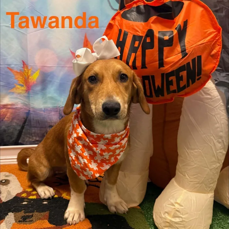 A young medium-sized female Basset Hound dog named Tawanda for adoption in Columbia, MD
