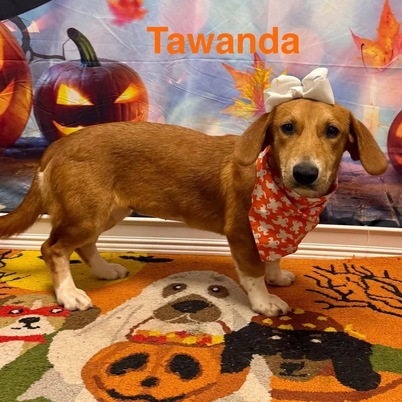 Tawanda thumbnail 2