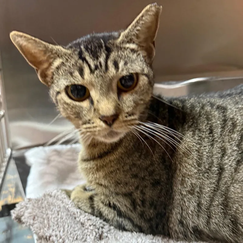 An adult medium-sized female Domestic Short Hair cat named Ruth for adoption in Pensacola, FL