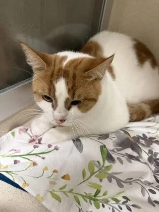 An adult small-sized male Domestic Short Hair cat named Lobster Roll for adoption in East Brookfield, MA