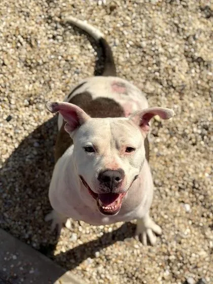 An adult large-sized female Pit Bull Terrier dog named Snowie for adoption in New Orleans, LA