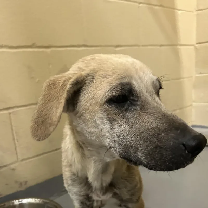 A young medium-sized female Apricot / Beige Black Mouth Cur dog named Tiffany for adoption in Lufkin, TX