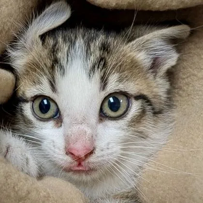 A baby small-sized female Domestic Short Hair cat named Sheryll for adoption in Burlington, WA