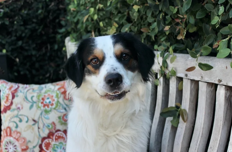 A young medium-sized male Tricolor (Brown, Black, & White) Australian Shepherd dog named Max for adoption