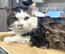 A senior medium-sized female Domestic Medium Hair cat named Snickers Mini for adoption in Fishers, IN