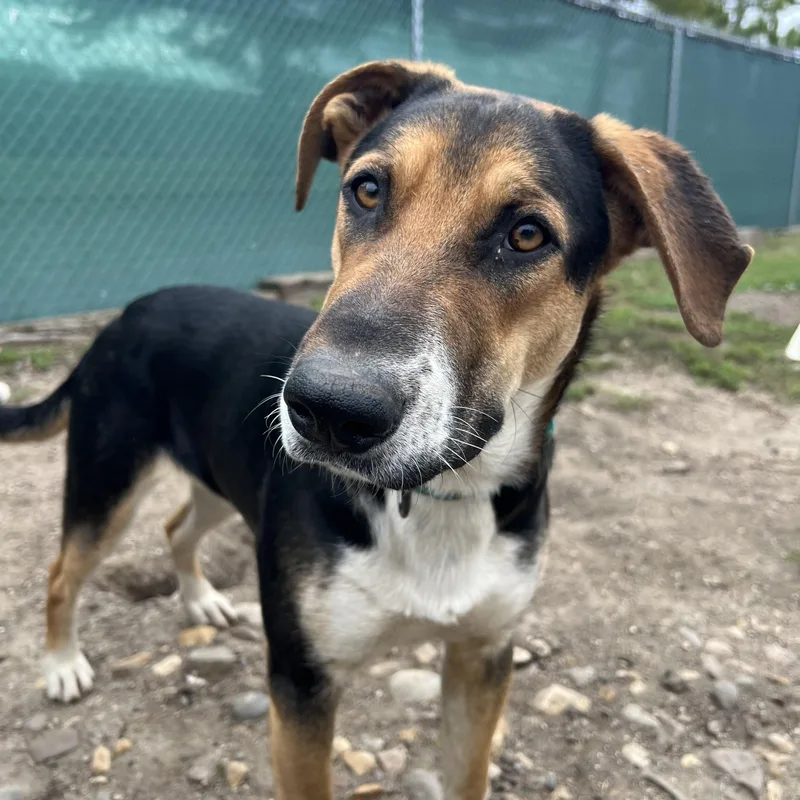 A young medium-sized male Coonhound dog named Gilligan for adoption in Fairmont, MN