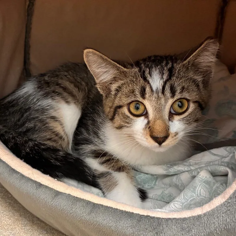A baby small-sized male White Domestic Short Hair cat named Scarlet for adoption in Marshall, VA