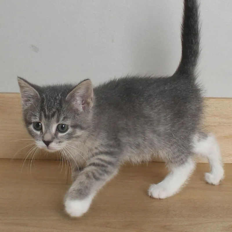 A baby small-sized female Gray / Blue / Silver Domestic Short Hair cat named Pong C for adoption in Minnetonka, MN