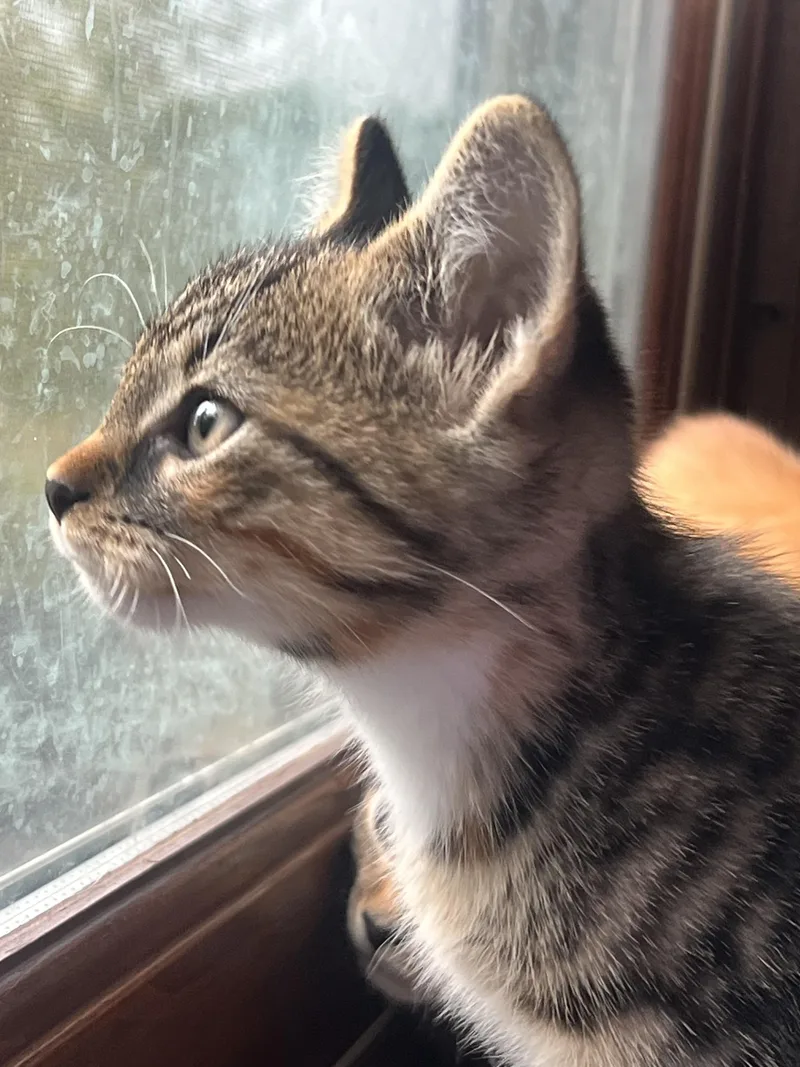A baby medium-sized male Tabby cat named Pan for adoption in Plain City, OH