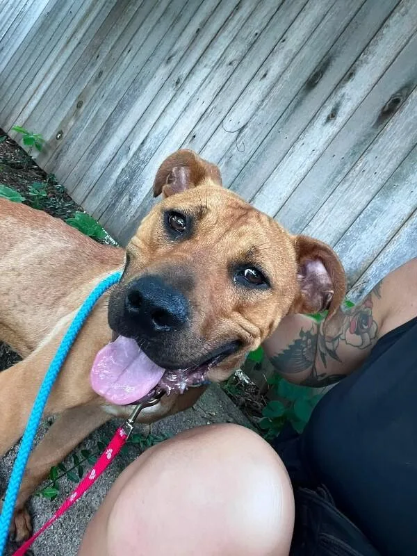 An adult medium-sized male Brown / Chocolate Mixed Breed dog named Forest for adoption in Cincinnati, OH